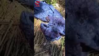 Ejército frustra presunta acción terrorista del ELN en la Ruta Nacional 70
