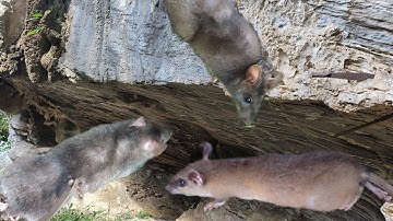 Lại một ngày đi thăm bẫy chuột [ sập liên tiếp nhưng không được ]