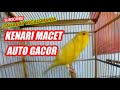 Kenari Akan Ikut Gacor Dengar Ini Mp3 - Mp4 Download