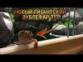 НОВЫЙ ГИГАНТСКИЙ ЭУБЛЕФАР ВАЛЕРА / ЭУБЛЕФАРУ 8 ЛЕТ / САМАЯ КРУПНАЯ ОСОБЬ