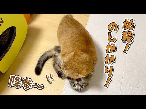 【短足バトル】子猫相手でも容赦なく技をキメる先住猫！