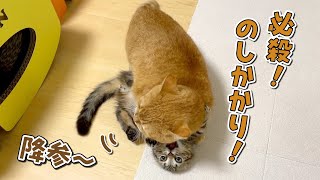 【短足バトル】子猫相手でも容赦なく技をキメる先住猫！