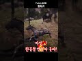 【숏루마】칼치기