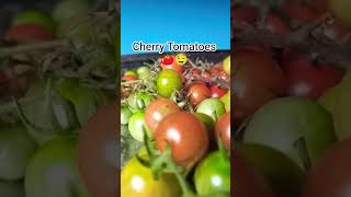 sohsaw_rit🍅 (cherry Tomatoes🍅)#vegetables