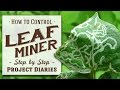 ★ How to: Control Leaf Miner (A Complete Step by Step Guide)