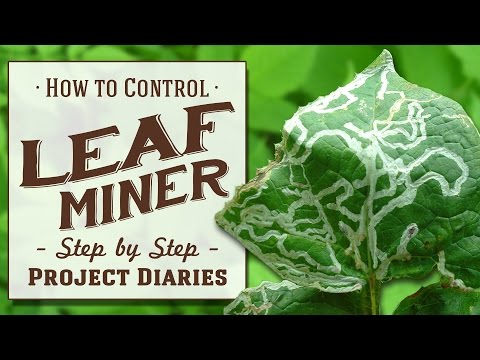 ★ How to: Control Leaf Miner (A Complete Step by Step Guide)