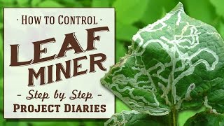 ★ How to: Control Leaf Miner (A Complete Step by Step Guide)