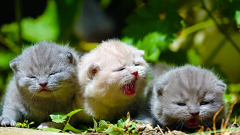 Watch the video about Adorable kittens meowing and talking, 3 weeks British Shorthair 18 days REAL SOUND - 4K