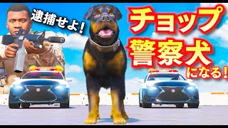 【GTA5】チョップが警察犬デビュー！薬物と犯人を見つけ出せ！チョップ警察犬が犯罪者ボスを狙う！犯罪者ボス vs 警察犬チョップ！フランクリンさんも参戦する！【ほぅ】 screenshot 1