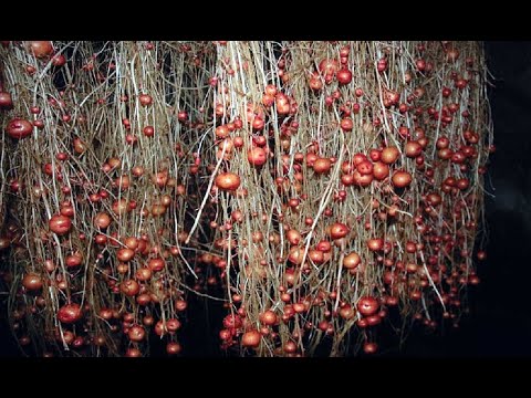 Видео: Как да получите висококачествени клубени от семена от семена