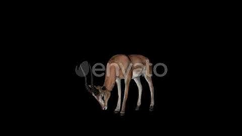 Gazelle Eat Front View | Motion Graphics - Envato elements