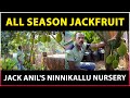 All Season Jackfruit - Jack Anil&#39;s Ninnikallu Nursery