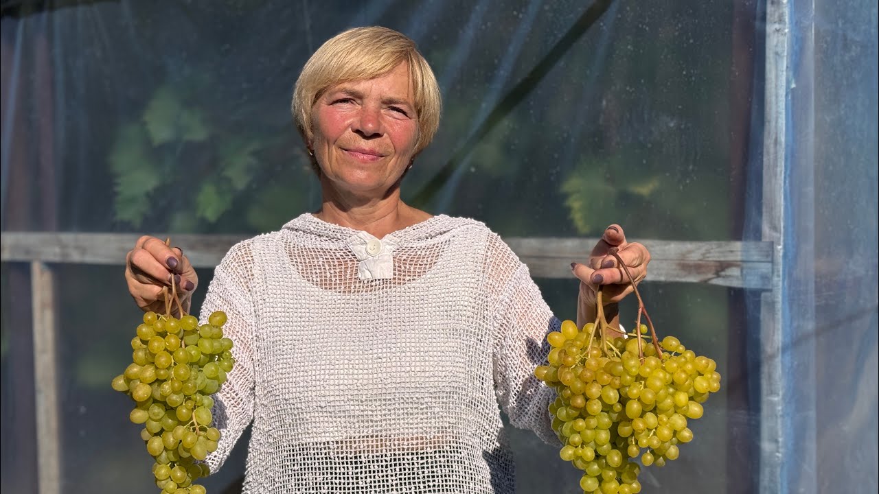 #25/11 Беларусь. В гостях на винограднике Натальи Ярмонтович. Часть вторая. г.Лида.