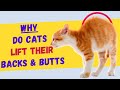Why Do Cats Lift Their Backs &amp; Butts When You Pet Them?