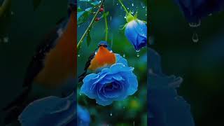 Assalamualaikum wr wb