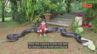 Giant anaconda captured after eating neighbour's dog by filtinfo2 368 views 9 years ago 2 minutes, 12 seconds