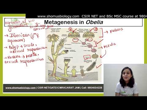 Vídeo: Por que a obelia é considerada um organismo colonial?
