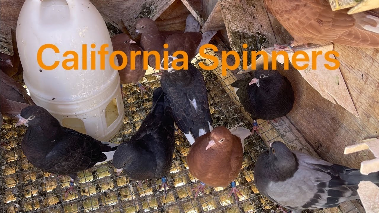 California Spinners 2023 Birmingham Roller team. YouTube