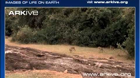 ARKive video 31E838FE 4EAD 4BB1 BF19 3F8266F019CE1
