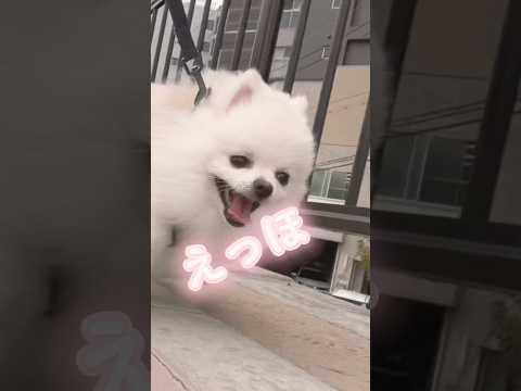 えっほえっほ！アンパンマンは粒あんって伝えなきゃ！#ポメラニアン #pomeranian #포메라니안 #かわいい犬 #エッホエッホ