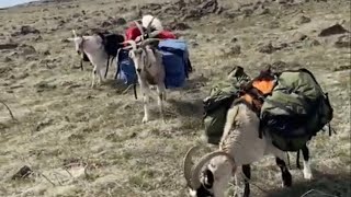 Backpacking trip, looking for deer sheds with the packgoats by Jason Rossman 382 views 1 year ago 3 minutes, 33 seconds