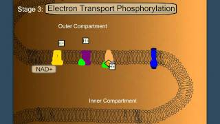 Electron Transport Phosphorylation