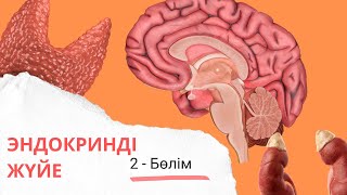 картинка: эндокринді жүйе| эпифиз, қалқанша, қалқанша маңы бездері| 2 - бөлім