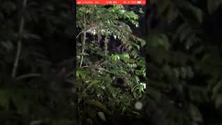 Paranormal loy ahmad bigo 14.10.2018 ...