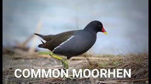 Tiếng trích con kêu cứu