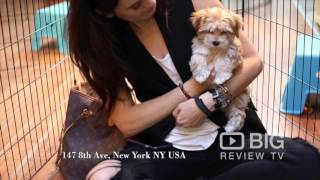 Citipups Chelsea, a Pet Shop in New York selling Puppies and offers Dog Boarding