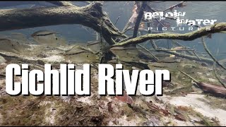 Cichlid River: Orinoco cichlids in nature (Satanoperca, Hypselecara, Cichla, Heros, Crenicichla etc)