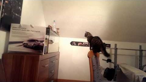 Cat jumping against aquarium - Funny cat jump fail [ORIGINAL HD]