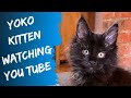 Yoko the maine coon kitten is watching tv cat watching youtube 