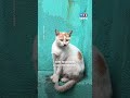Tr*fic d'animaux au Vietnam : des chats volés pour être mangés ont été secourus｜TF1 INFO