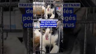 Tr*fic d'animaux au Vietnam : des chats volés pour être mangés ont été secourus|TF1 INFO