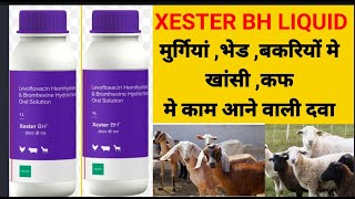 Xester Bh Liquid || भेड,बकरी और मुर्गियों मे होनेवाले respiratory infection को कम करने के लिए