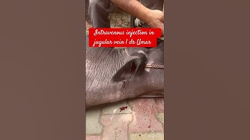 Intravenous injection in jugular vein l dr Umar khan