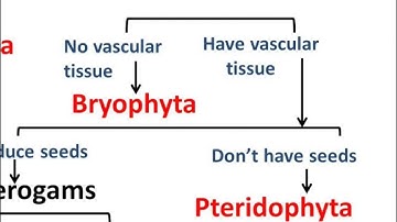 Biology - Plant Kingdom - Diversity in Living Organisms - Part 5 - English
