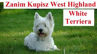 Zanim Kupisz West Highland White Terriera