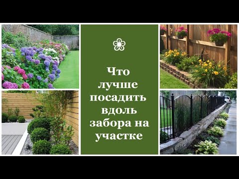 ❀ Что лучше посадить вдоль забора на участке