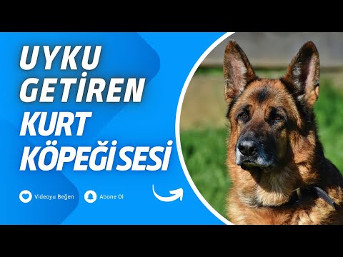 uzun versiyon köpek sesi