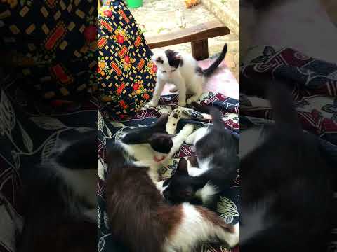 Tatlı Kediler ve emziren anne kedi #shorts #cat #cats