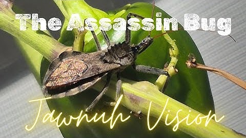 The Assassin Bug: Nature’s Tiny Hitman in Action!