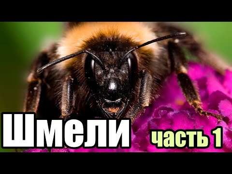 Шмели Можно ли их разводить и Зачем нужны Шмели