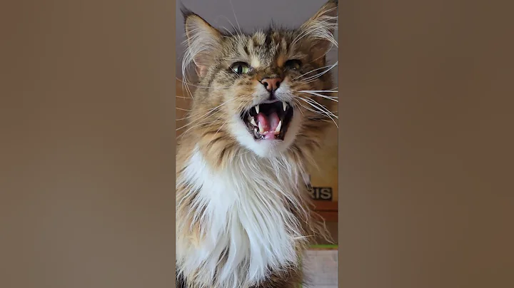 Watch the video about Llamadas #Baikal.Vivo25_267 Maine Coon #mainecoon #cat #gato #shorts