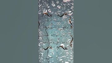 سورة العصر - قرآن كريم بالتجويد "