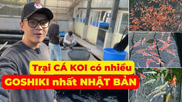 Trại CÁ KOI NHẬT có nhiều GOSHIKI nhất NHẬT BẢN | Koi hunting at Kawakami Koi Farm