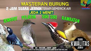 4 in 1.. MASTERAN KICAU BURUNG Cucak Jenggot Pelatuk Siri siri Rambatan  cocok buat murai kacer JOSS