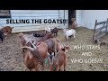 We sold the goats!  | How much are meat goats worth?