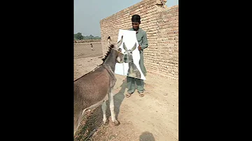 ردت فعل الحمار عندما يرى نفسه عالمرايا Shorts2023 Animalshorts حيوانات Donkey حمار عالمرايا 